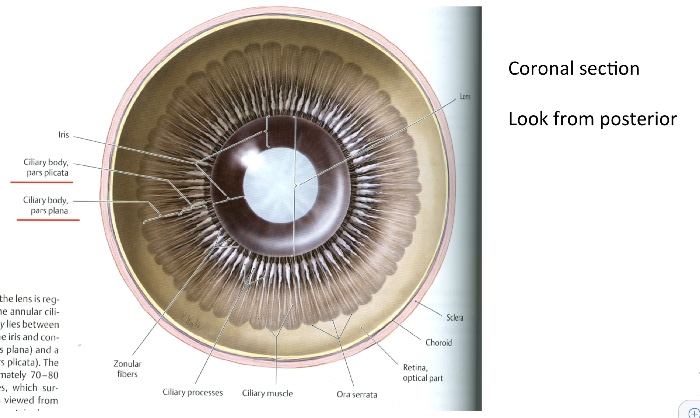 ciliary body