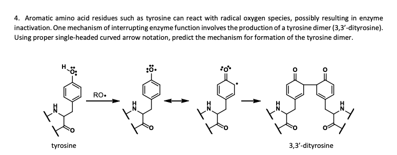 Solved 4. Aromatic amino acid residues such as tyrosine can | Chegg.com