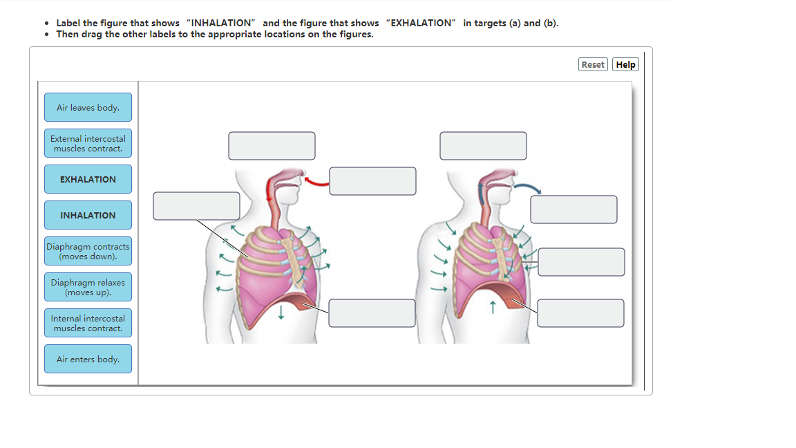 solved-label-the-figure-that-shows-inhalation-and-the-chegg