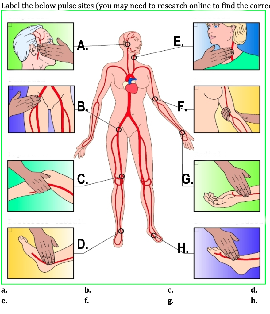 Solved Label the below pulse sites (you may need to research | Chegg.com