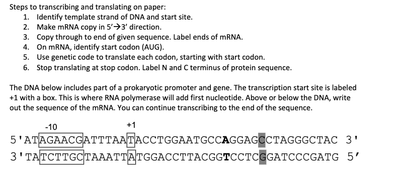 Solved Steps to transcribing and translating on paper: 1. | Chegg.com