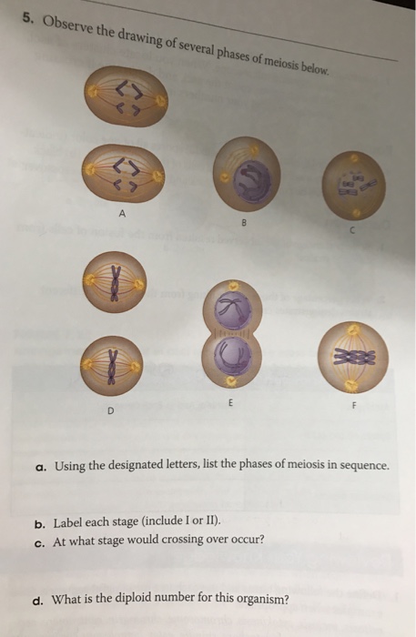 Solved Observe The Drawing Of Serve Several Phases Of Below. 