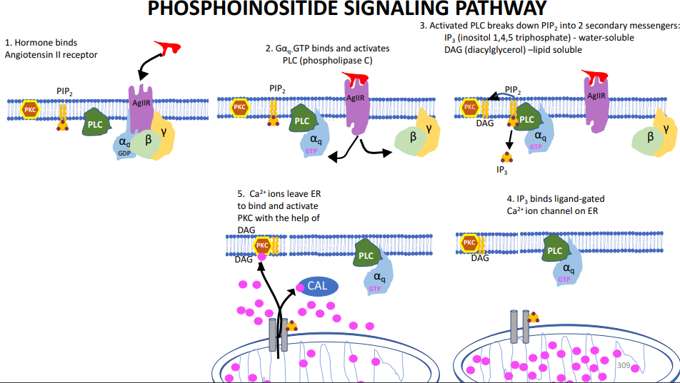 Solved: Examine The Phophoinositide Signaling Pathway On S... | Chegg.com