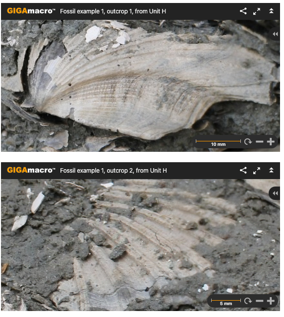 Solved Based On The Fossils Given In The Interactive | Chegg.com