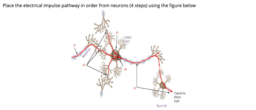 Solved Place the electrical impulse pathway in order from | Chegg.com