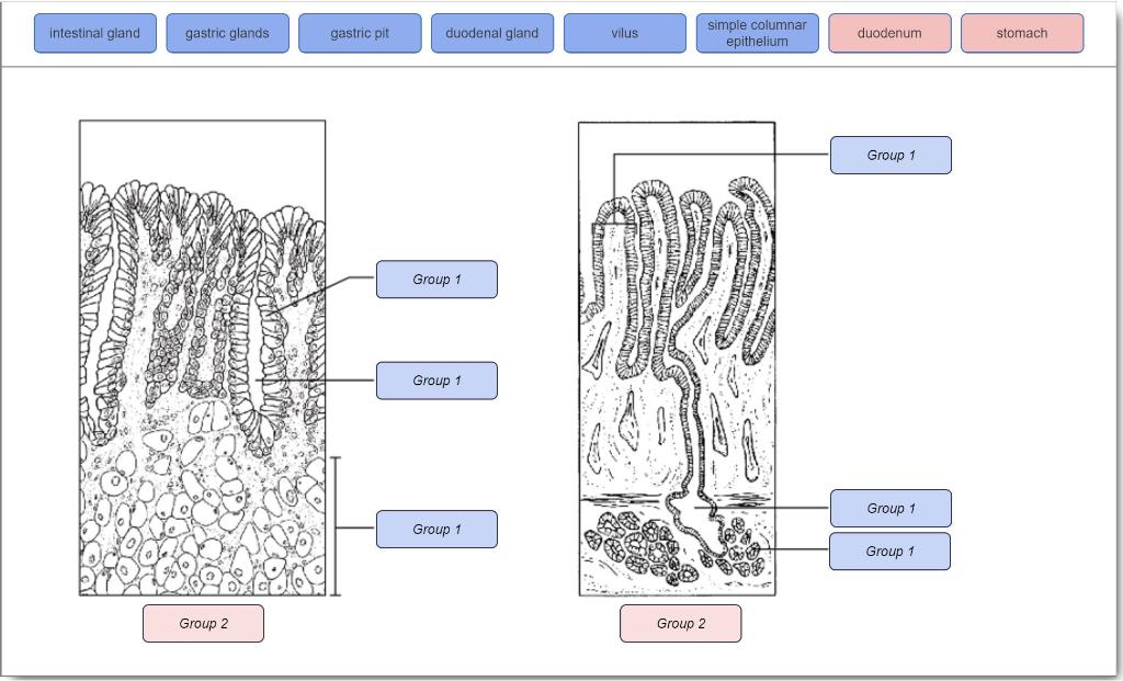 Solved intestinal gland gastric glands gastric pit duodenal