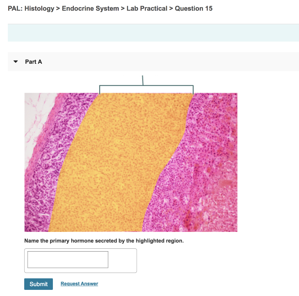 Histology Quiz