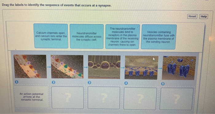 solved-drag-the-labels-to-identify-the-sequence-of-events-chegg