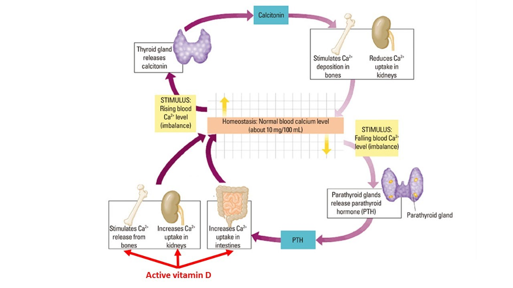 [ 더바디랩 ] 갑상선이 우리 몸에 끼치는 영향 [ The effect of the thyroid gland on our ...