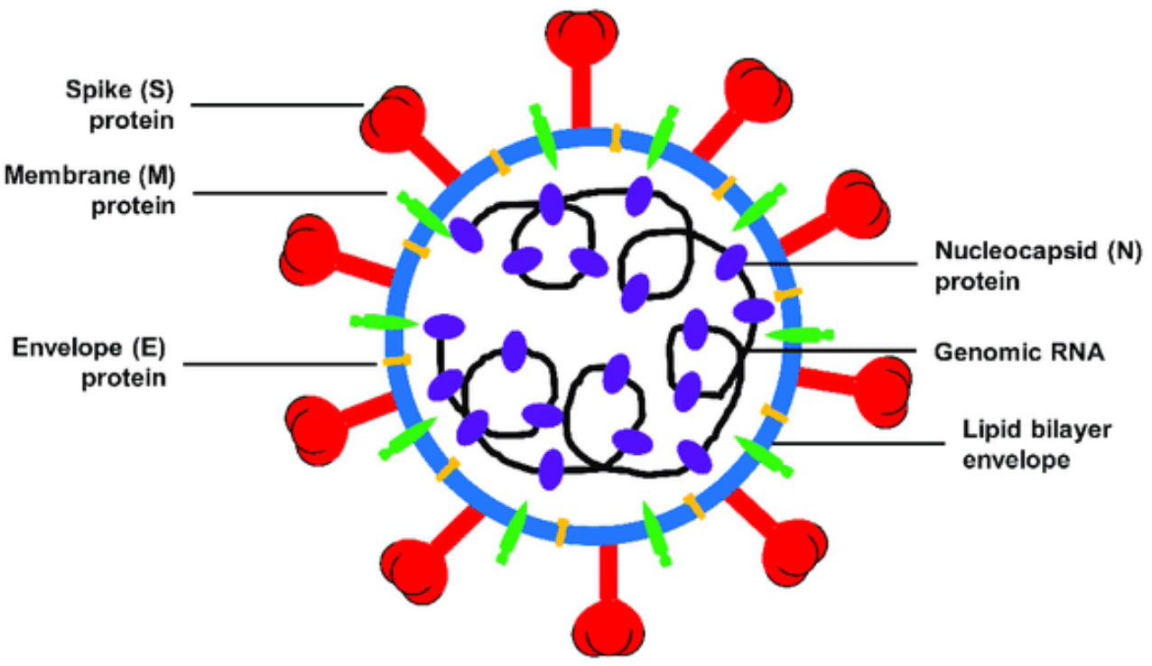 Solved A schematic diagram of the coronavirus that is | Chegg.com