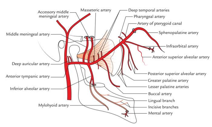 sphenomandibular ligament maxillary artery