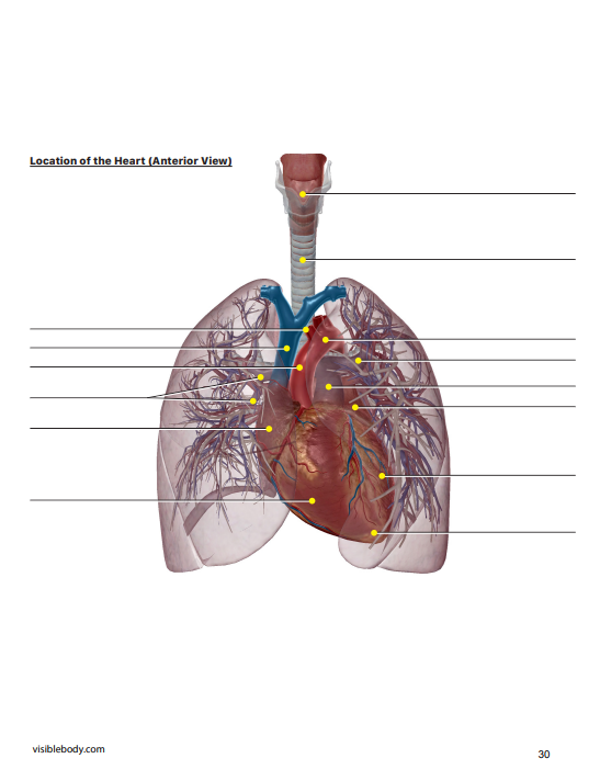 visiblebody.com 38 Cross section (Inferior | Chegg.com