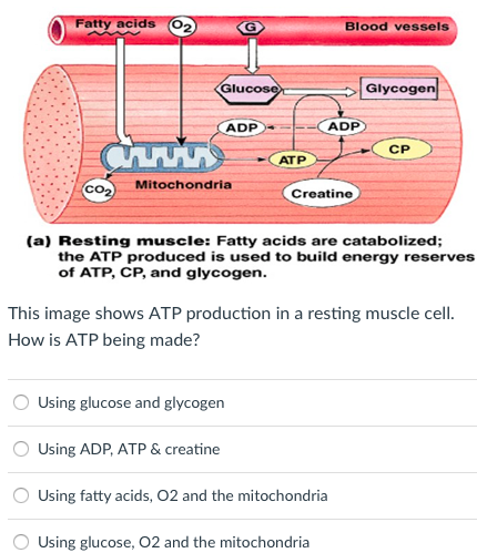 Solved Fatty acids 02 Blood vessels Glycogen Glu ADP ADP CP | Chegg.com