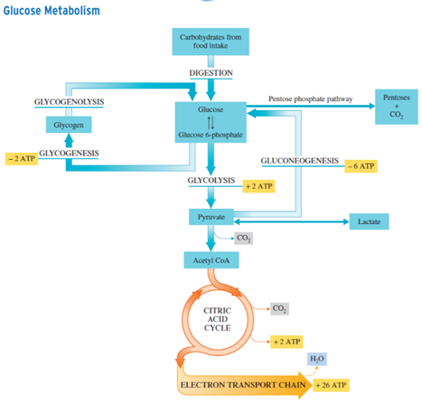Solved Glucose Metabolism Carbohydrates from food intake | Chegg.com