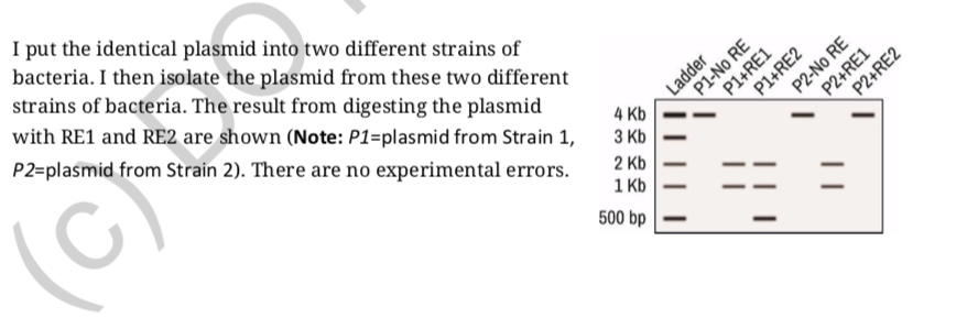 Solved build a plasmid map from this data for each P1 and P2 | Chegg.com