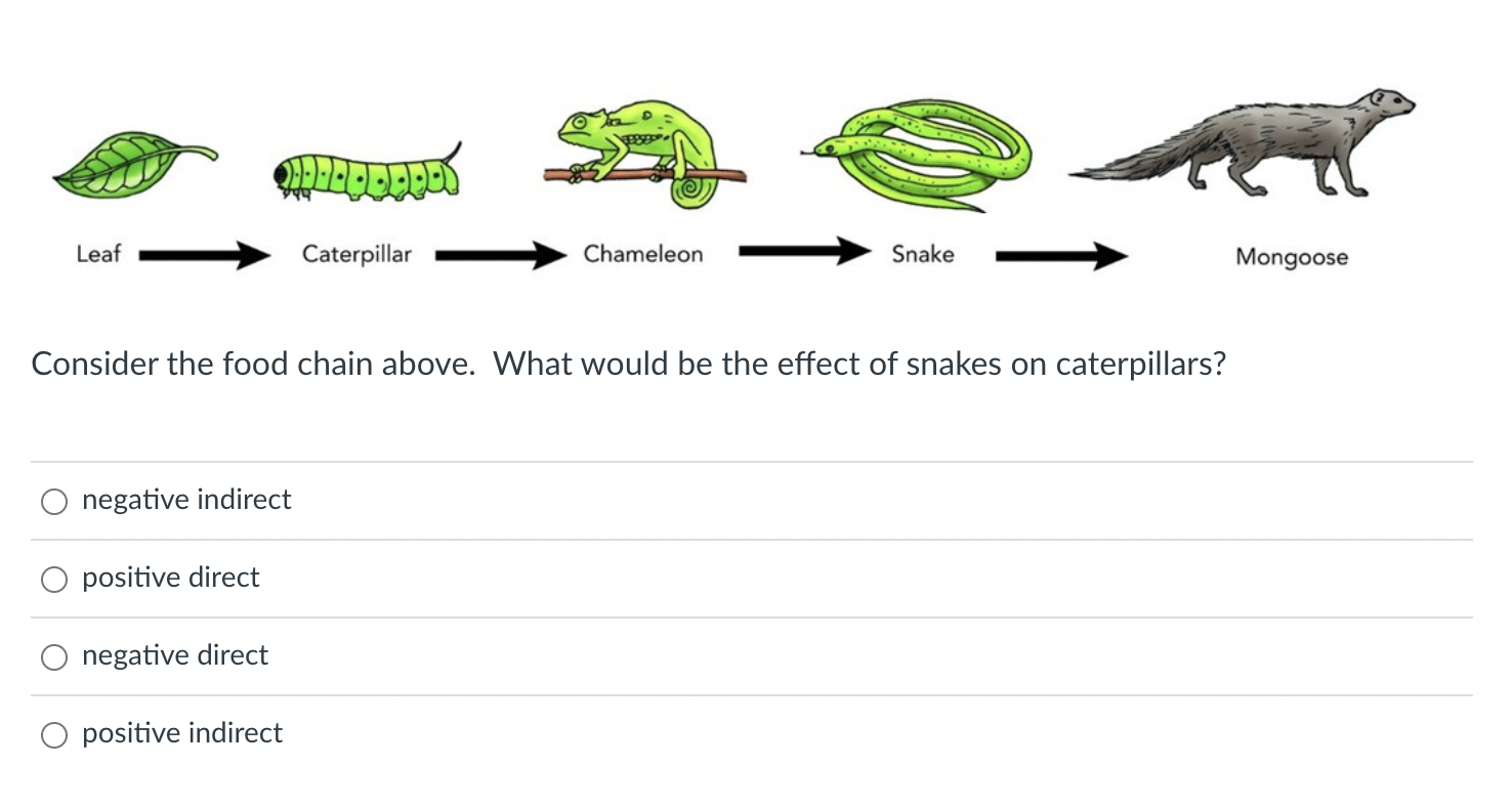 Solved 21-··DAPES Leaf Caterpillar Chameleon Snake Consider | Chegg.com