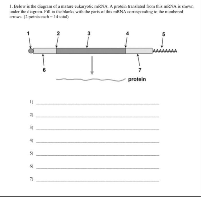 Solved 1. Below is the diagram of a mature eukaryotic mRNA. | Chegg.com