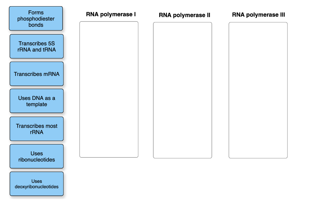 Solved Match each label with the RNA polymerase it