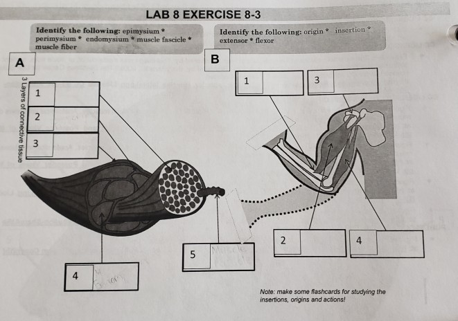 Solved Lab 8 Exercise 8 3 Insertion Identify The Followin