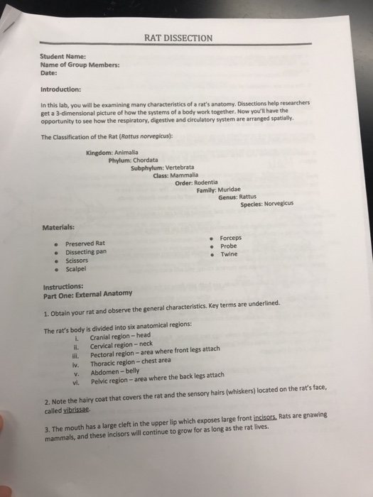 Solved RAT DISSECTION Student Name Name of Group Members