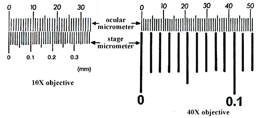 Solved --------In the following image you will see a stage | Chegg.com