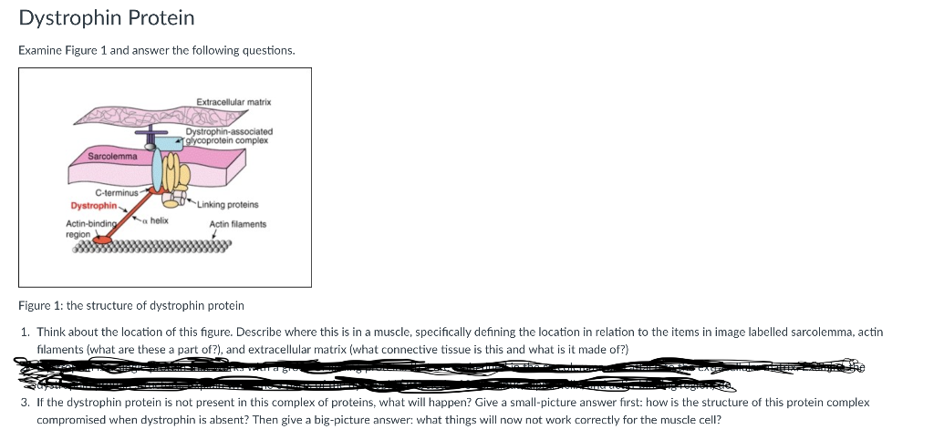 Dystrophin Protein Examine Figure 1 and answer the | Chegg.com
