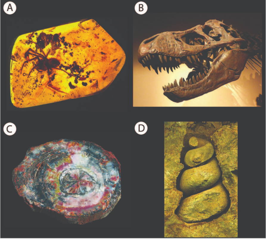 solved-the-images-show-some-common-types-of-fossil-chegg