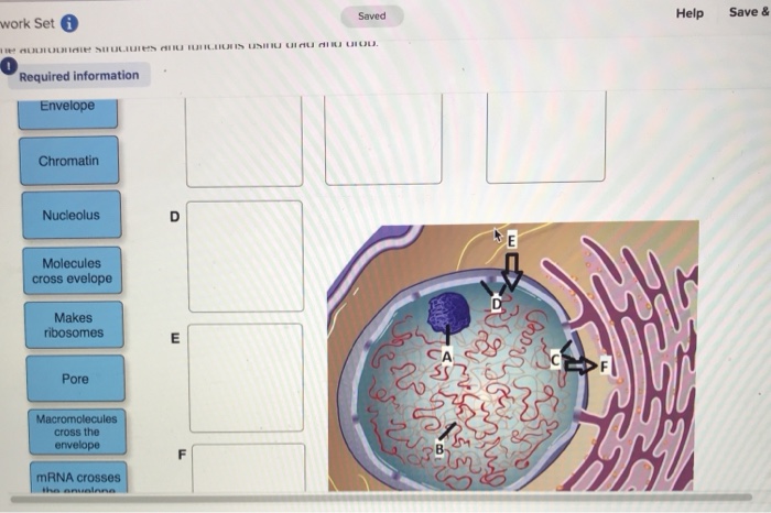 Solved Identify the four main systems in eukaryotic cells | Chegg.com