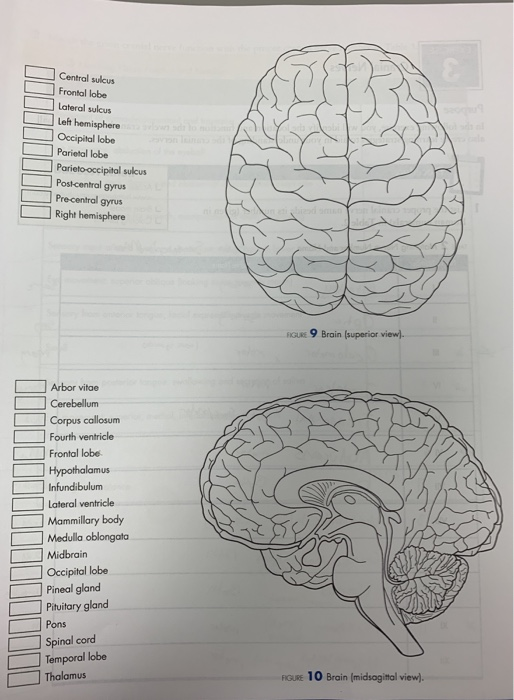 Solved tems Needed Access to www.humananatomy.shuterfly.com | Chegg.com