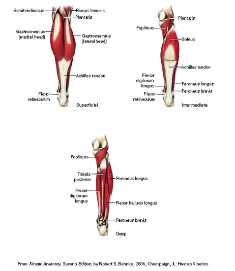 Solved Semitendinosus Biceps femoris VAL-Plantaris Plantaris | Chegg.com