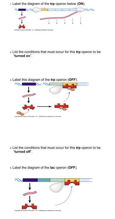 solved-1-label-the-diagram-of-the-trp-operon-below-on-2-chegg