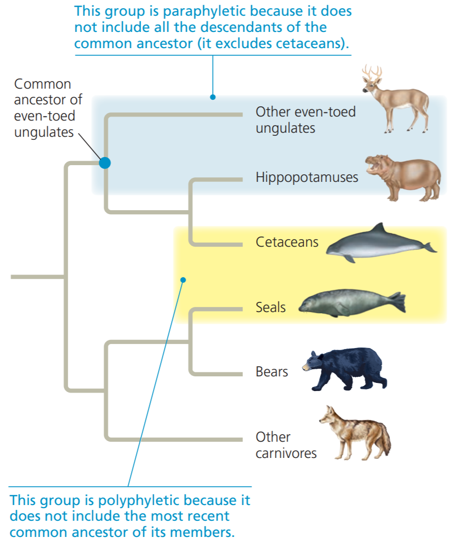 do seals and dogs share a common ancestor
