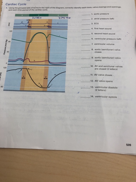 Cardiac Cycle 1. Using the grouped sets of terms to | Chegg.com
