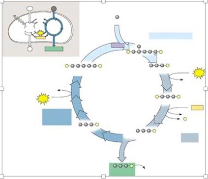 Solved Describe The Pathway Above In A Paragraph Using A, B, | Chegg.com