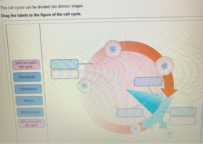 Drag The Labels To The Figure Of The Cell Cycle