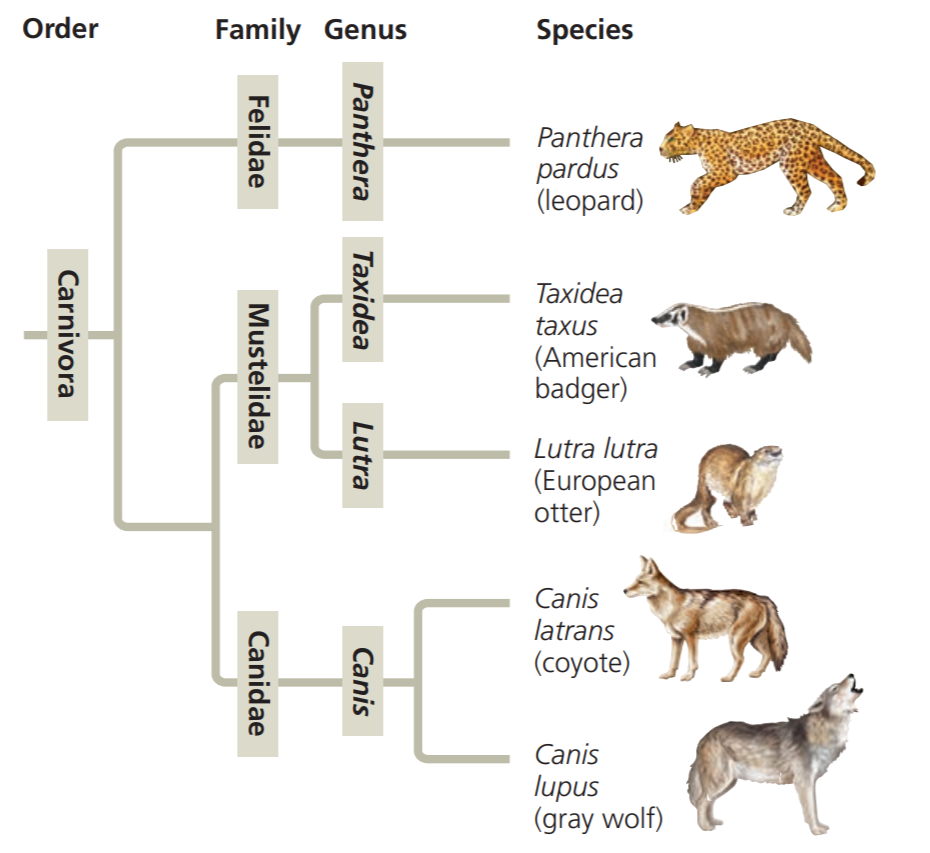 are bears more closely related to cats or dogs