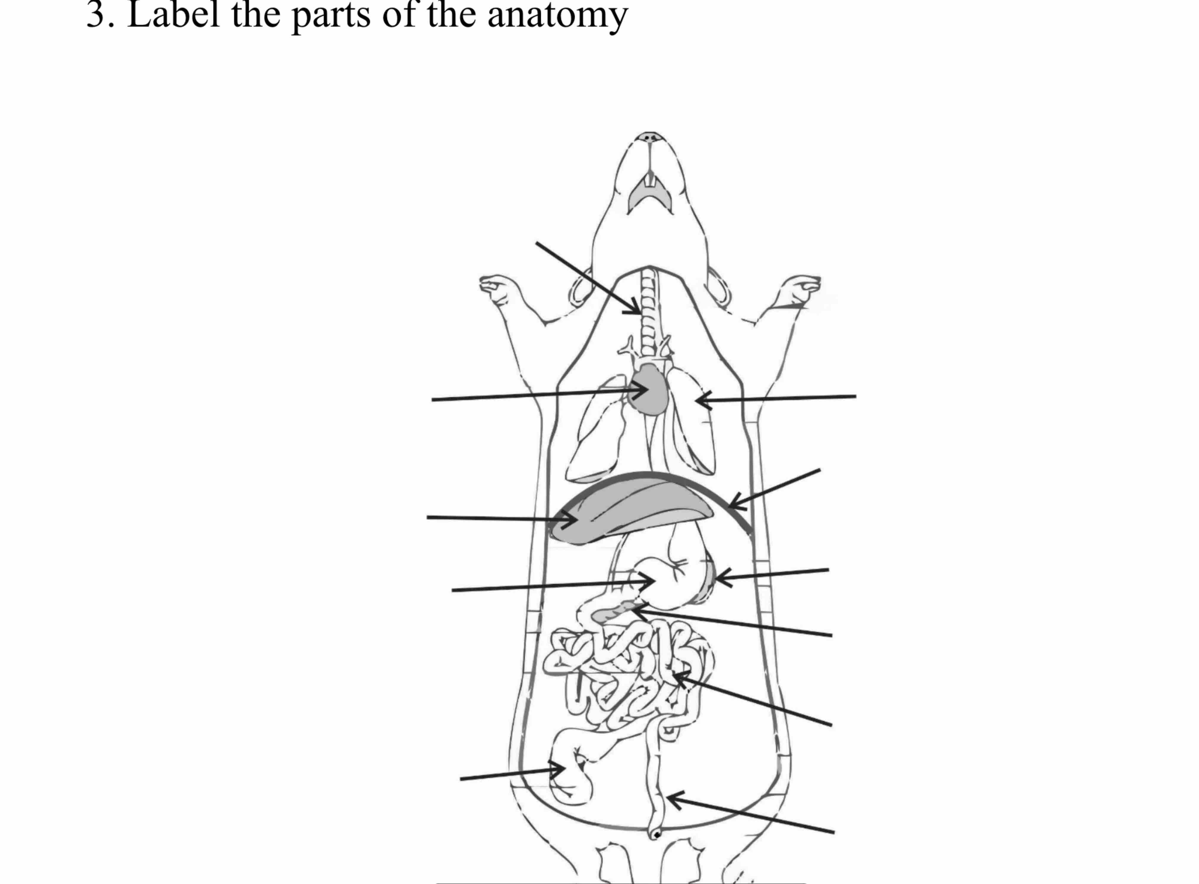 Solved Label the parts of the anatomy | Chegg.com