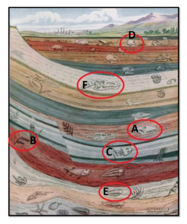 Solved Use the image above and your knowledge of