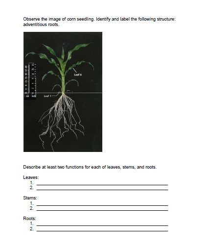 Solved Observe the image of corn seedling. Identify and | Chegg.com