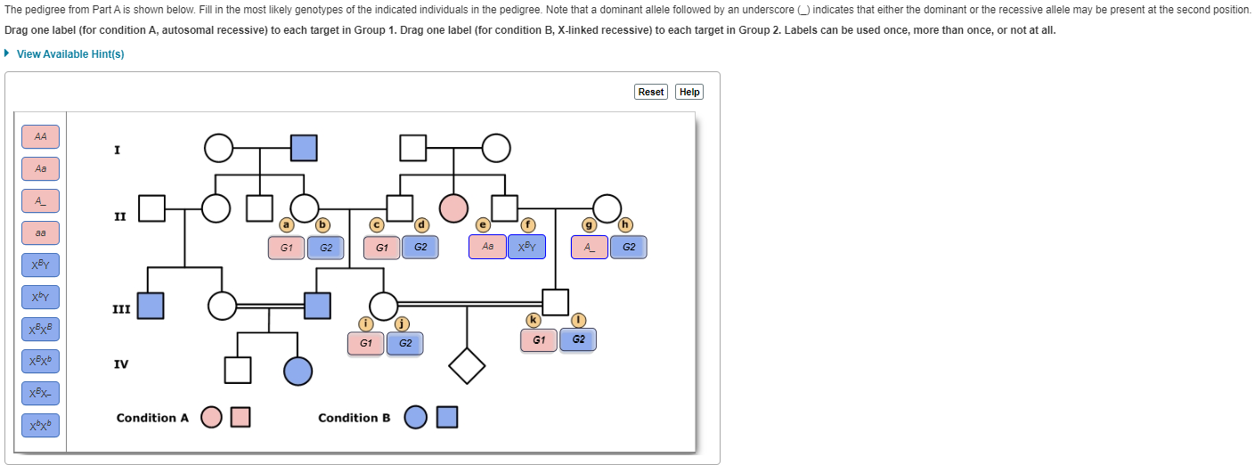 Solved the pedigree in part A is shown below. fill in the | Chegg.com