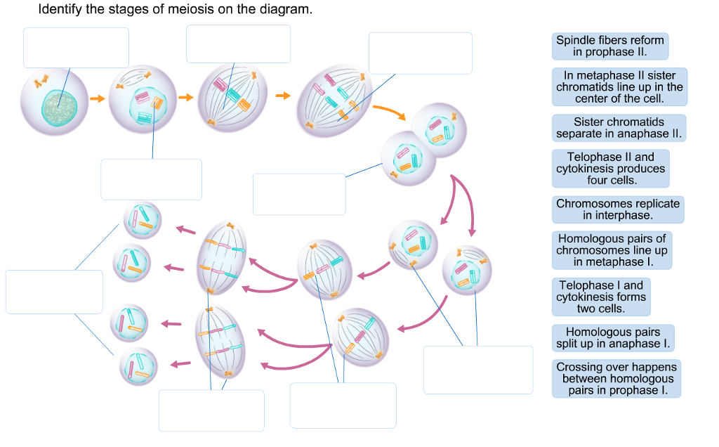 prophase diagram