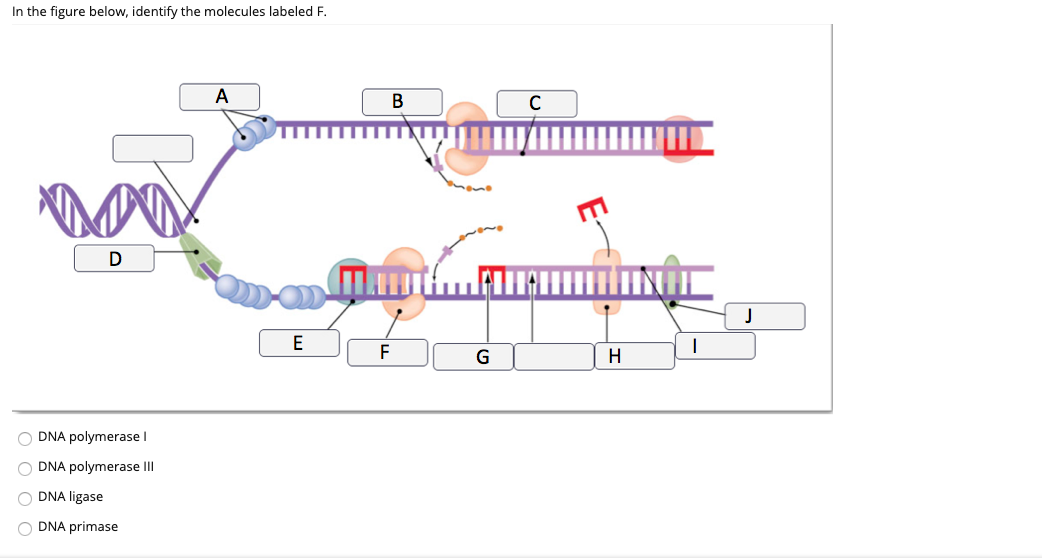 Solved Question 44 The Structure Of Chromatin Is Double S Chegg Com