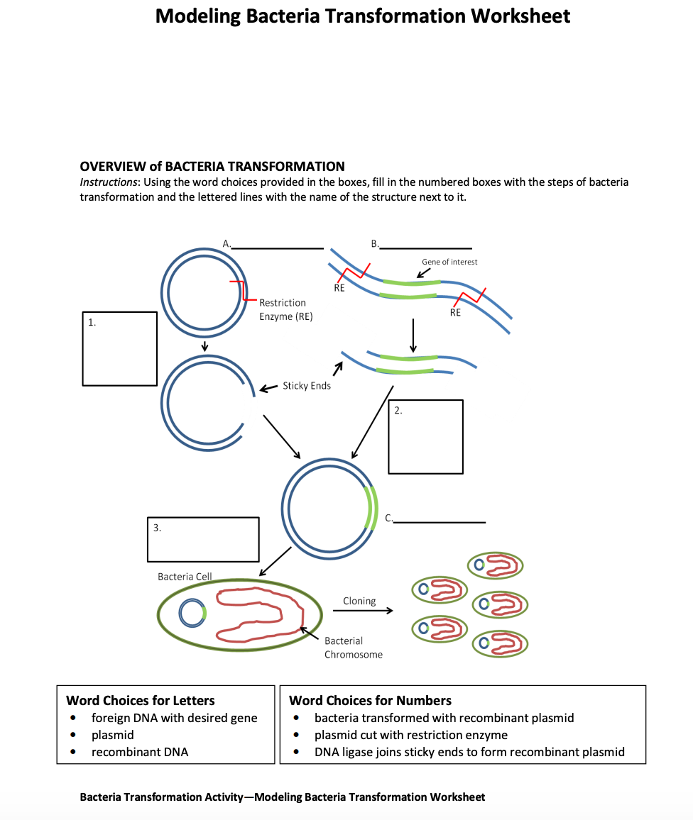 Solved Modeling Bacteria Transformation Worksheet OVERVIEW