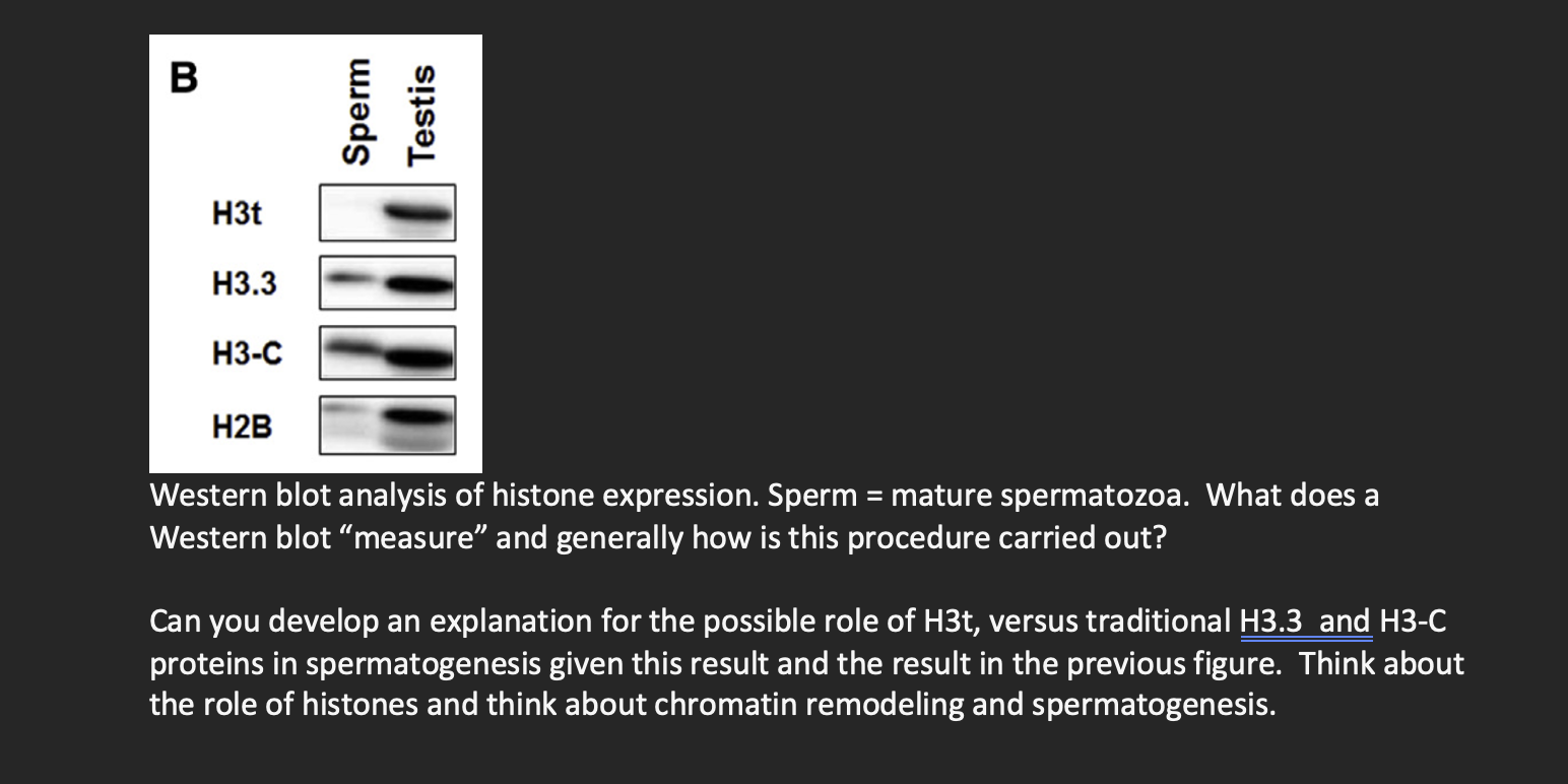 Solved H3tH3.3H3-CH2BWestern blot analysis of histone | Chegg.com