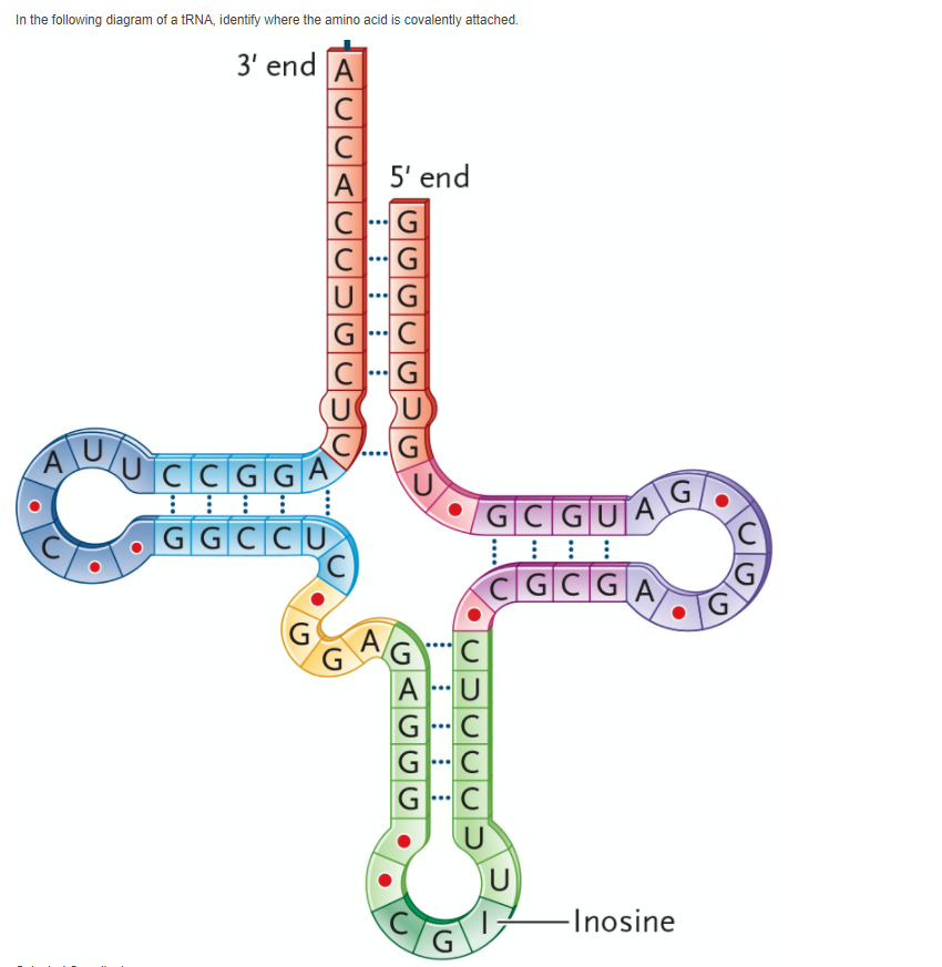 Solved In The Following Diagram Of A Trna Identify Where Chegg Com