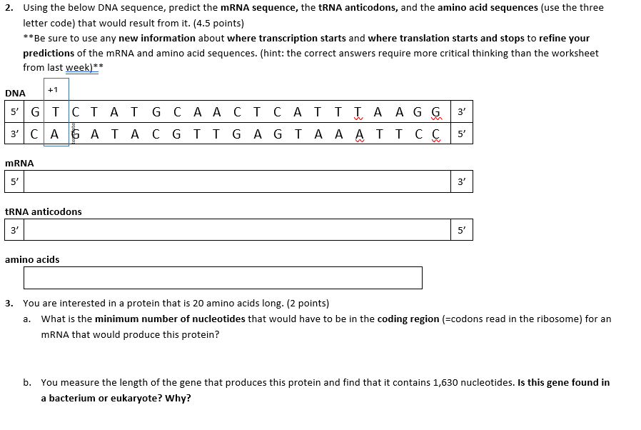 Solved Using the below DNA sequence, predict the mRNA | Chegg.com