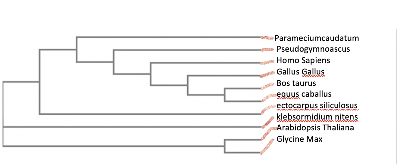 homo sapiens phylogeny