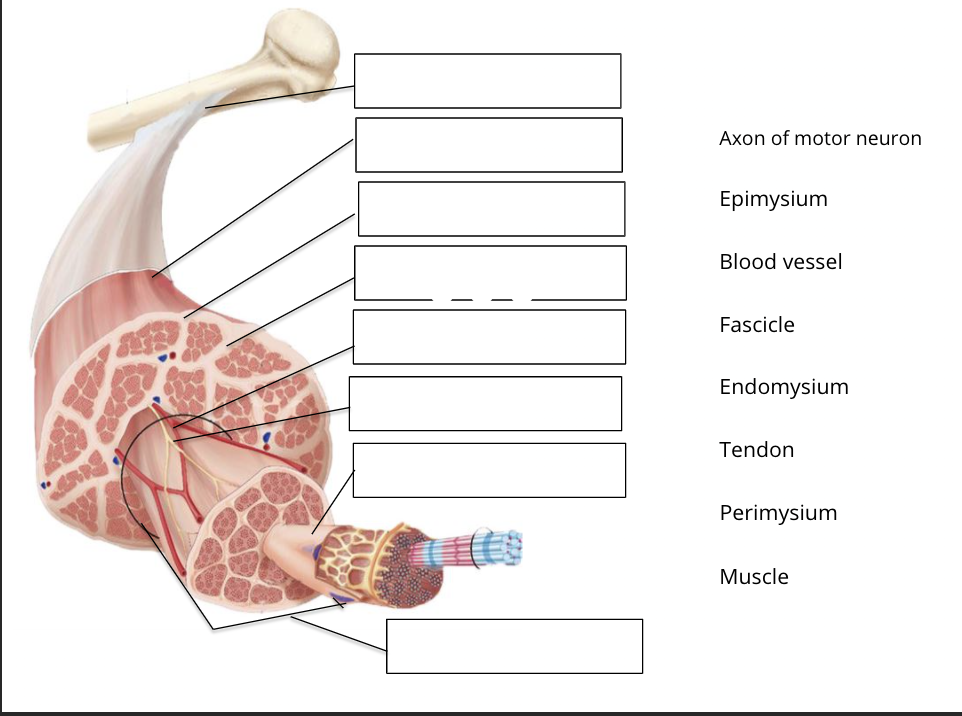 Solved Axon Of Motor Neuron Epimysium Blood Vessel Fascicle Chegg Com