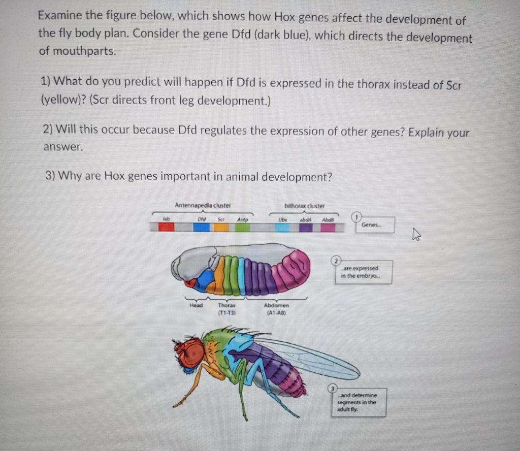 Solved Examine the figure below, which shows how Hox genes | Chegg.com