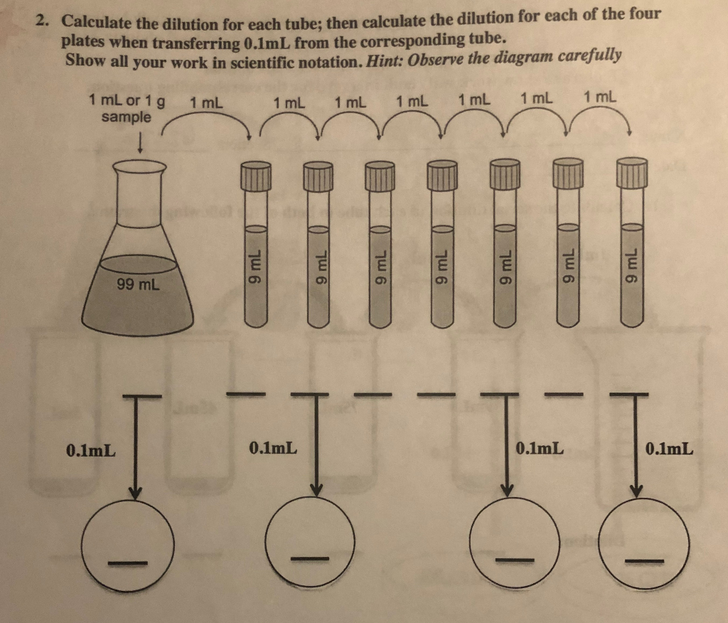 Solved Dilution Worksheet 2 Show all work in the spaces